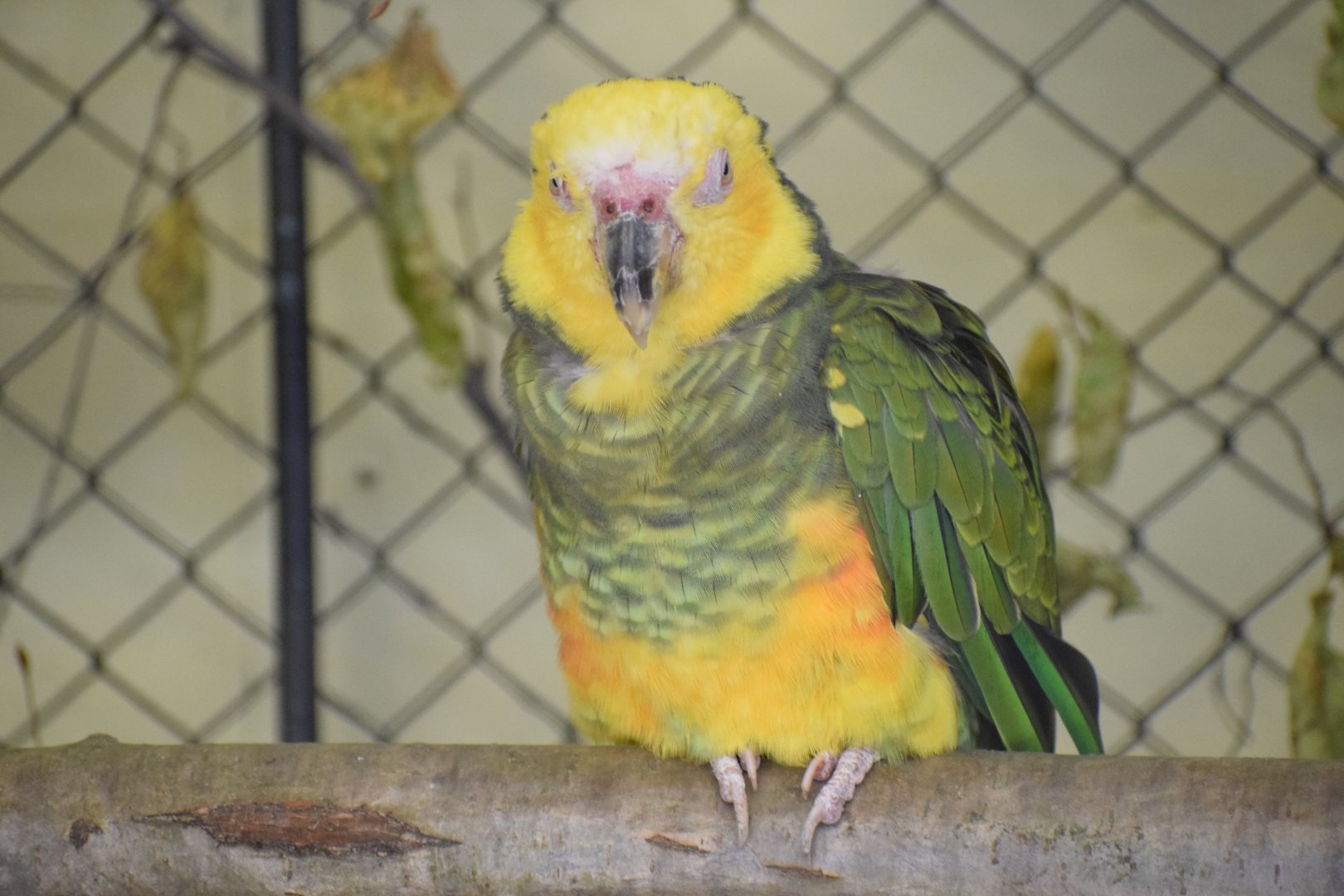 Yellow-faced parrot