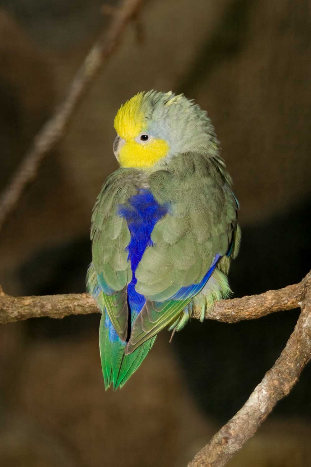 Yellow-faced Parrotlet (Forpus xanthops) 06.09.2007