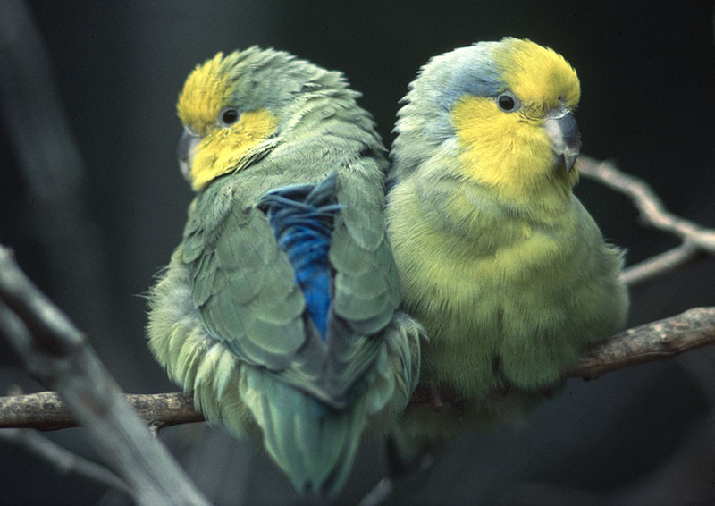 Yellow-faced parrotlet pair 1986