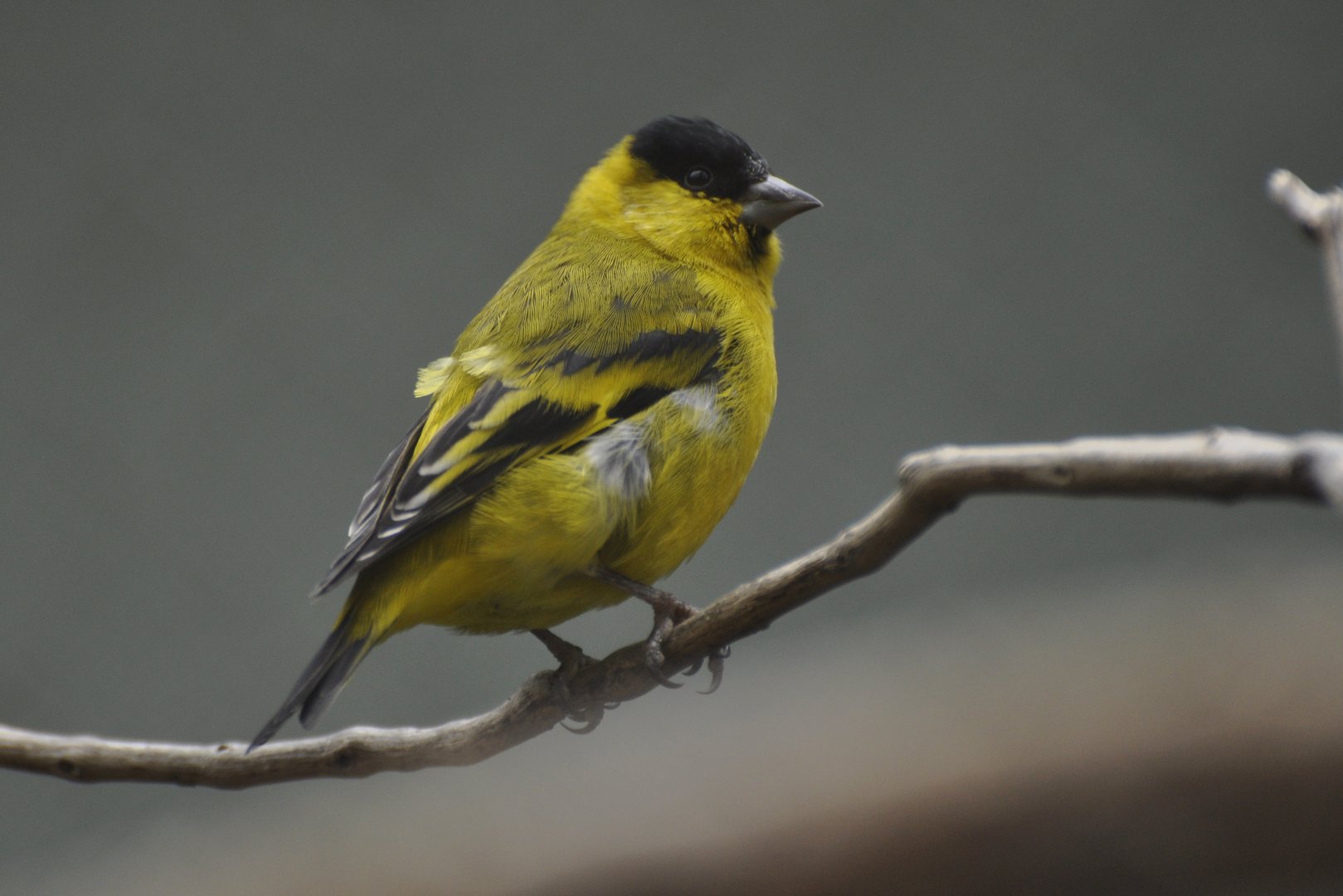 Yellow-faced Siskin (Carduelis yarrellii)