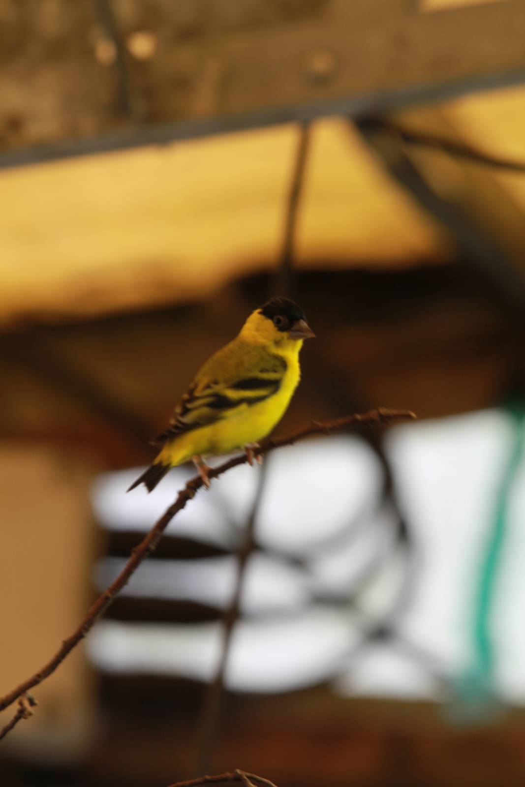 Yellow-faced Siskin