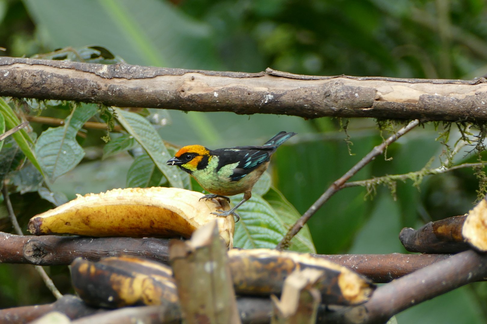 Yellow-faced Tanager