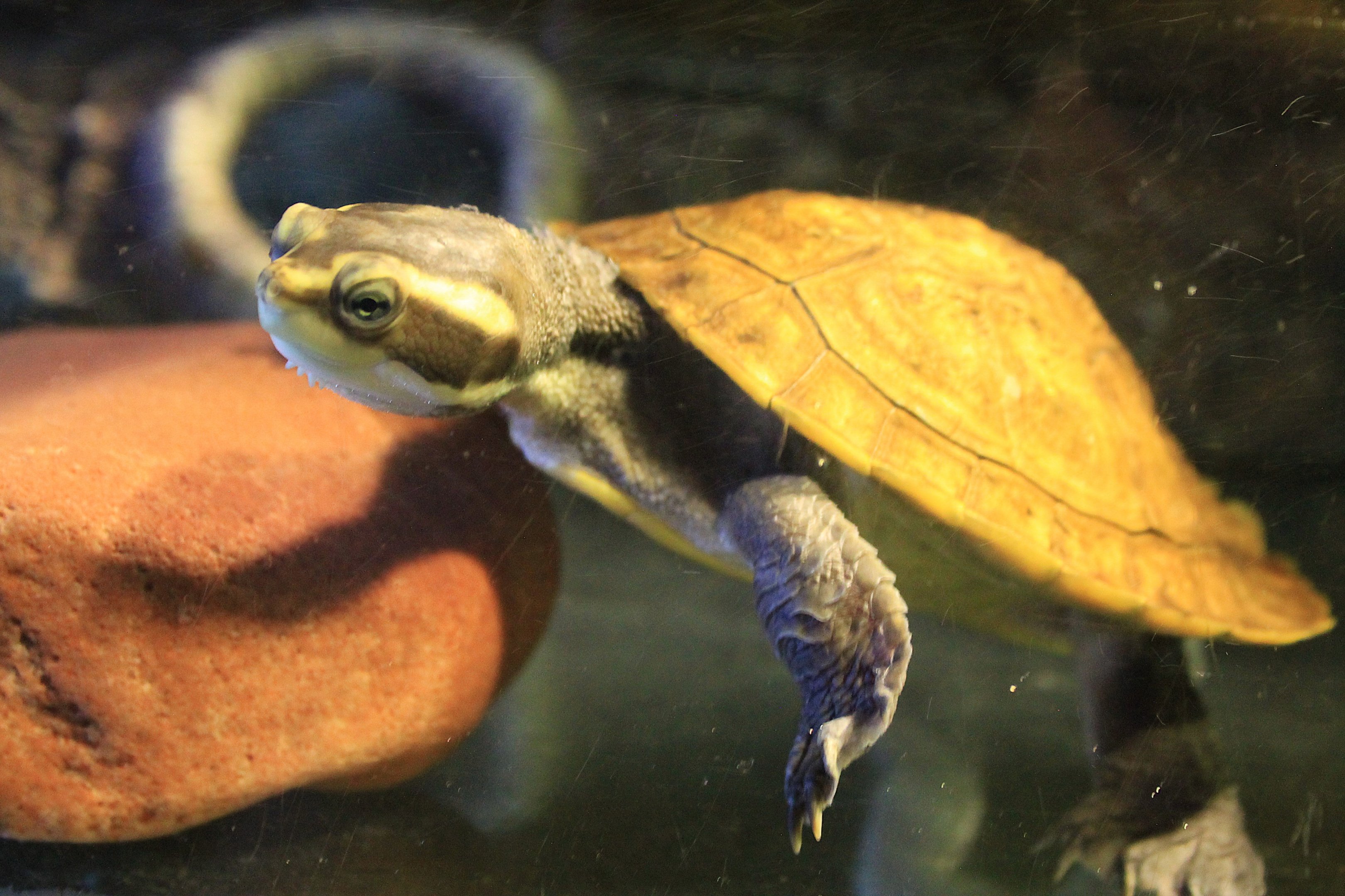 Yellow-faced Turtle (Emydura tanybaraga)