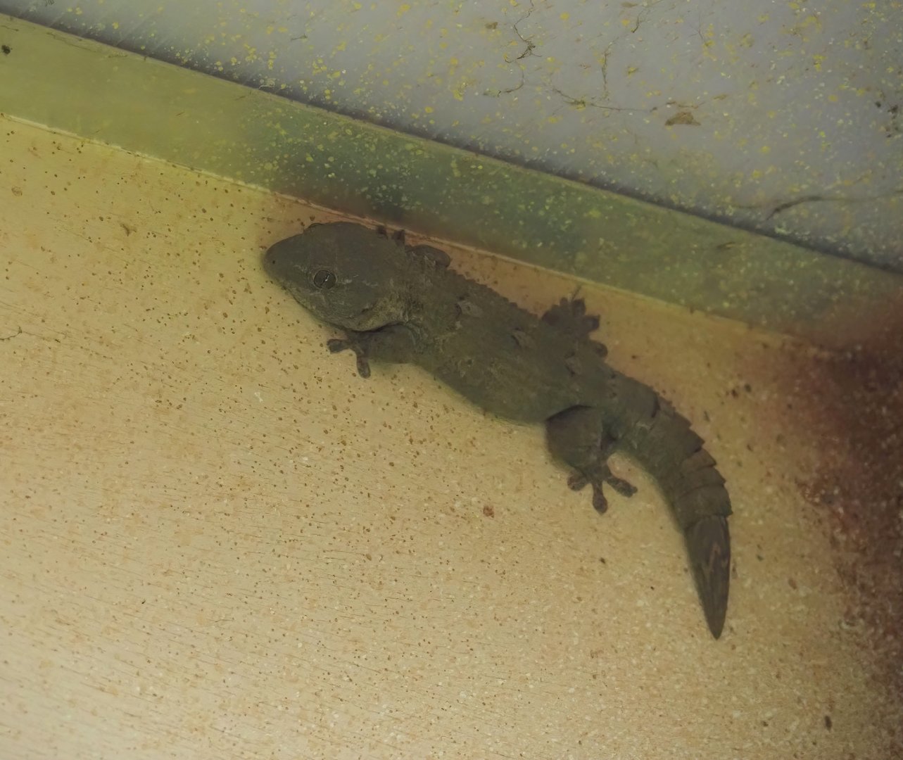 Yellow fan-fingered gecko (Ptyodactylus hasselquistii), 2025-03-16