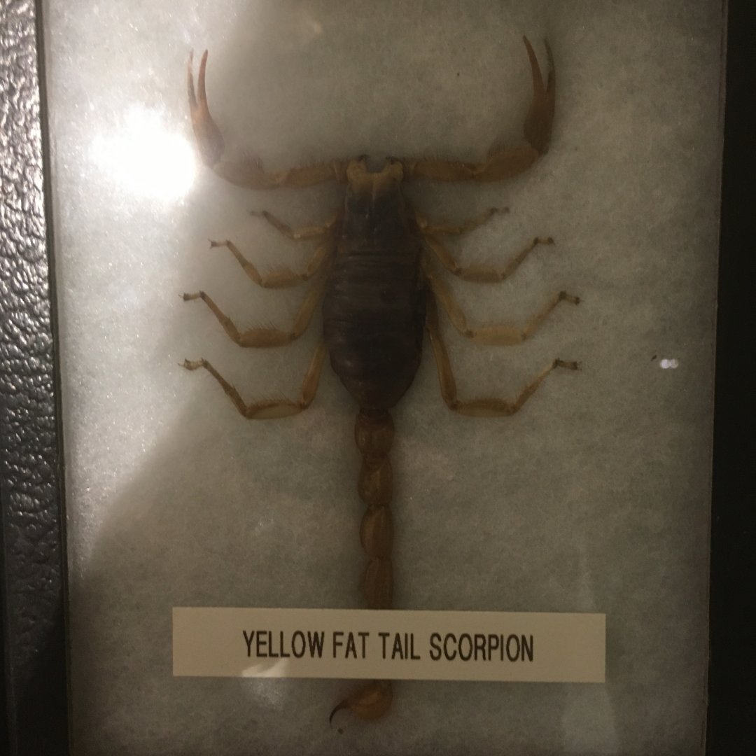 Yellow Fat Tail Scorpion