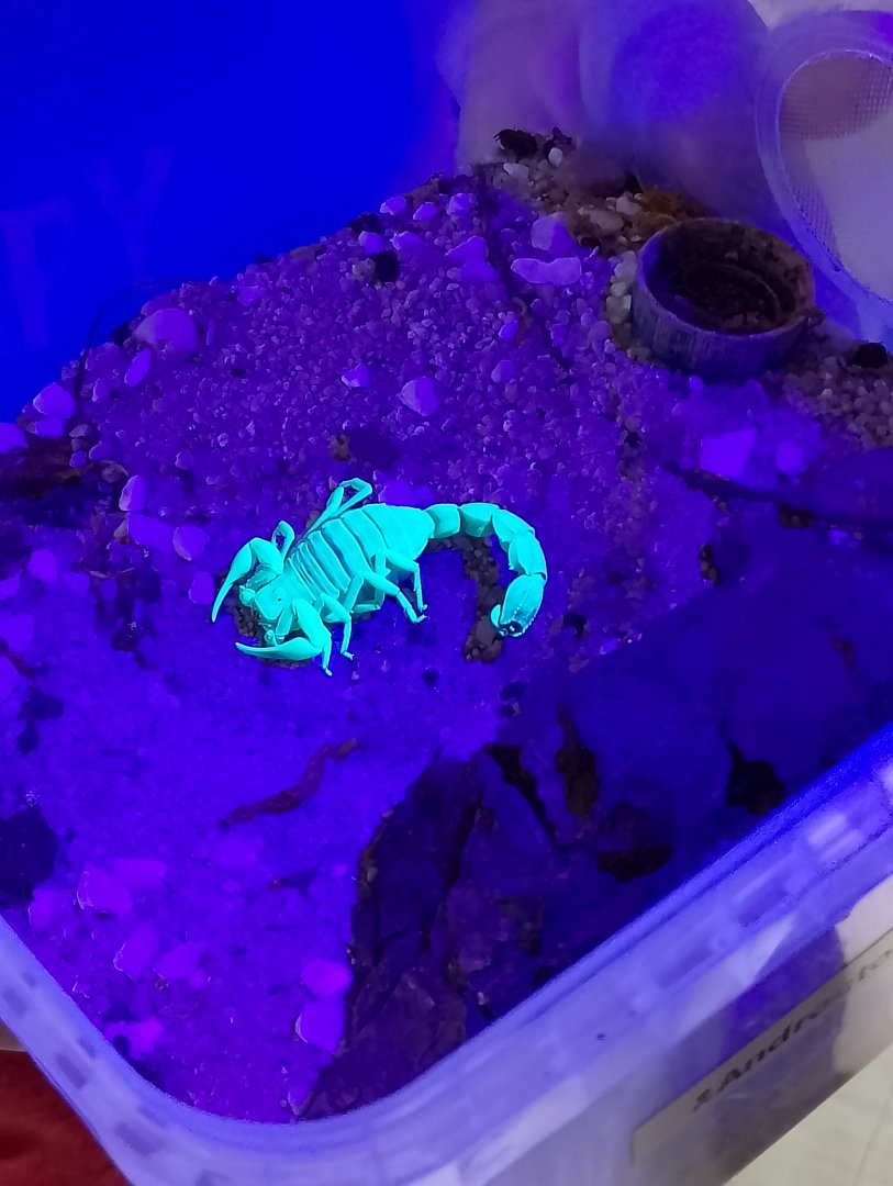 Yellow fat-tailed scorpion