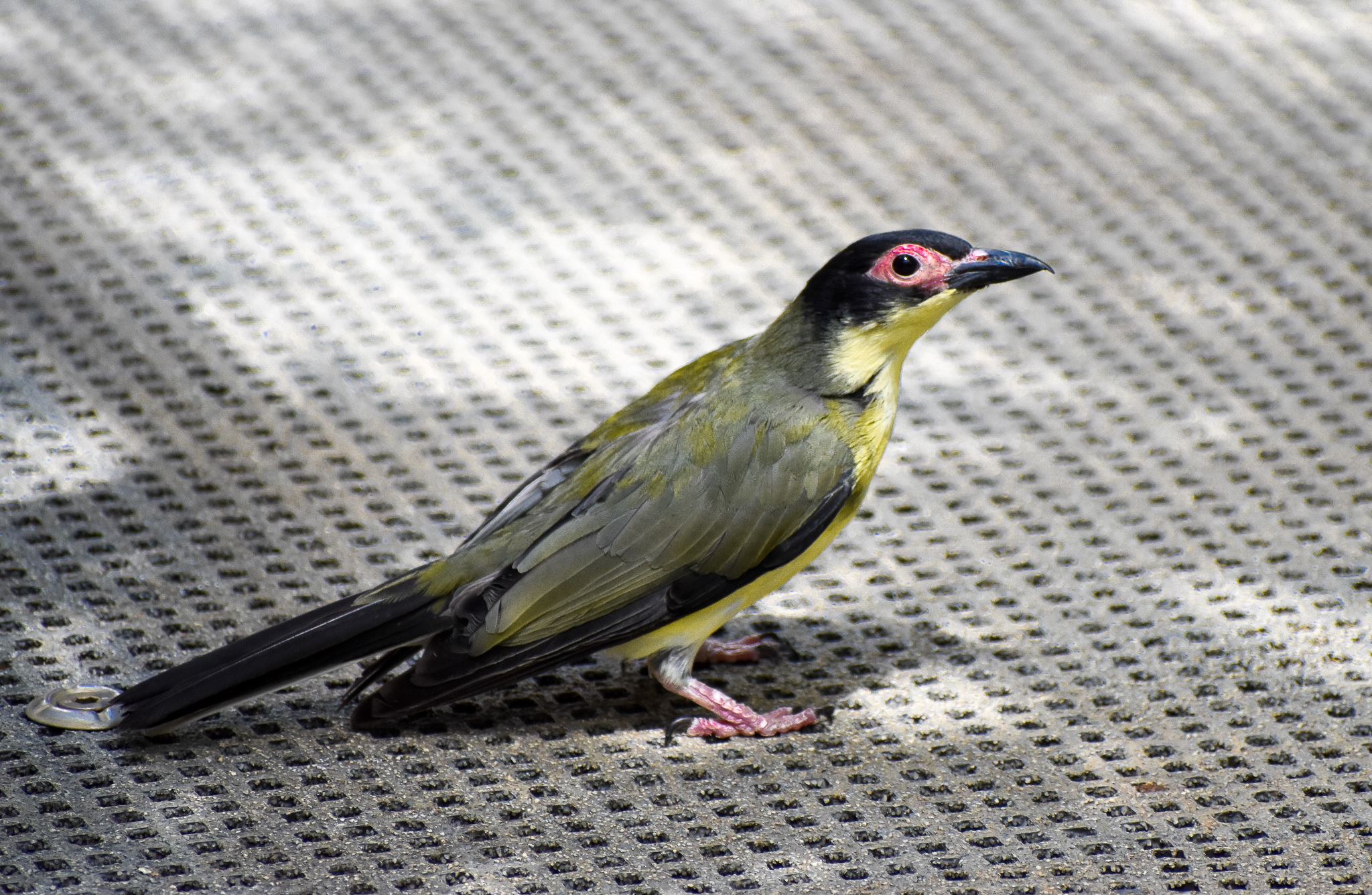 Yellow Figbird (Sphecotheres vieilloti flaviventris)