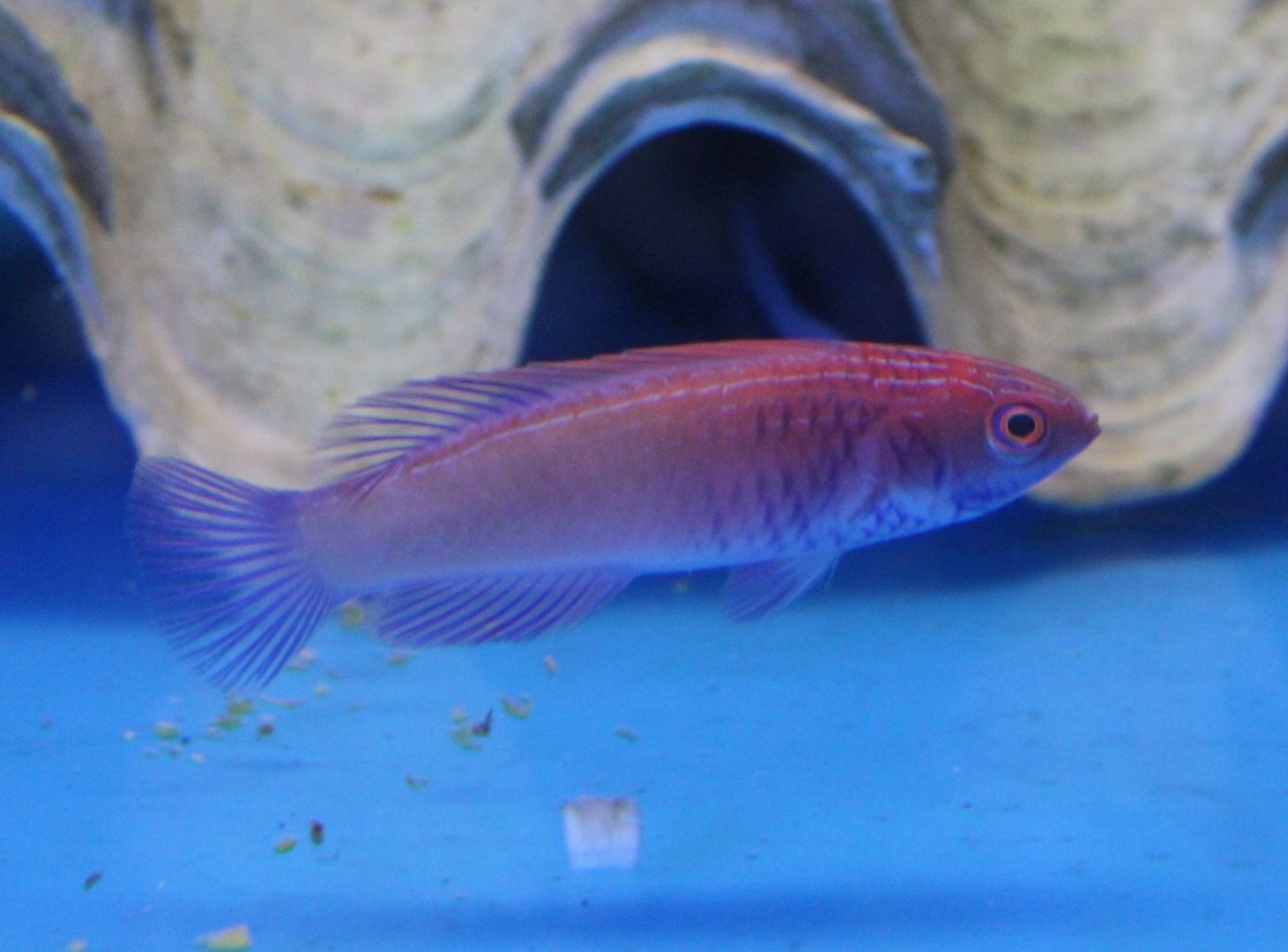 Yellow-fin fairy wrasse - Cirrhilabrus flavidorsalis