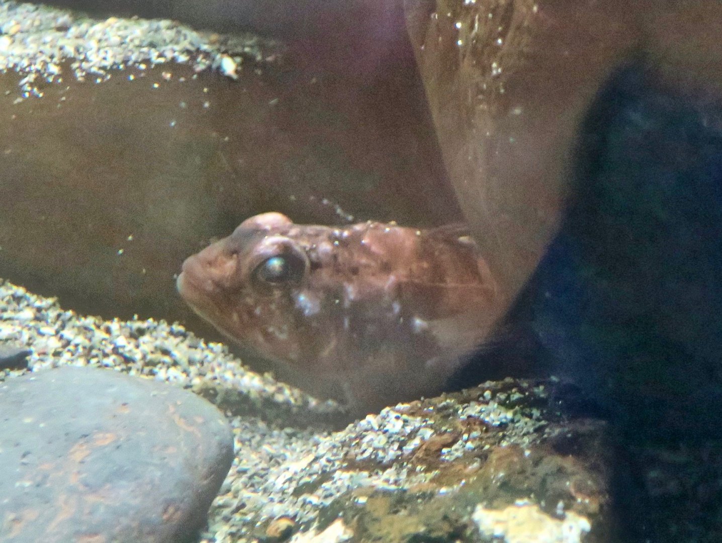 Yellow-Fin Rockcod (Lepidonotothen nudifrons) - Antarctic