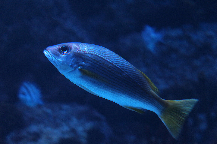 Yellow-fin snapper (Lutjanus xanthopinnis)