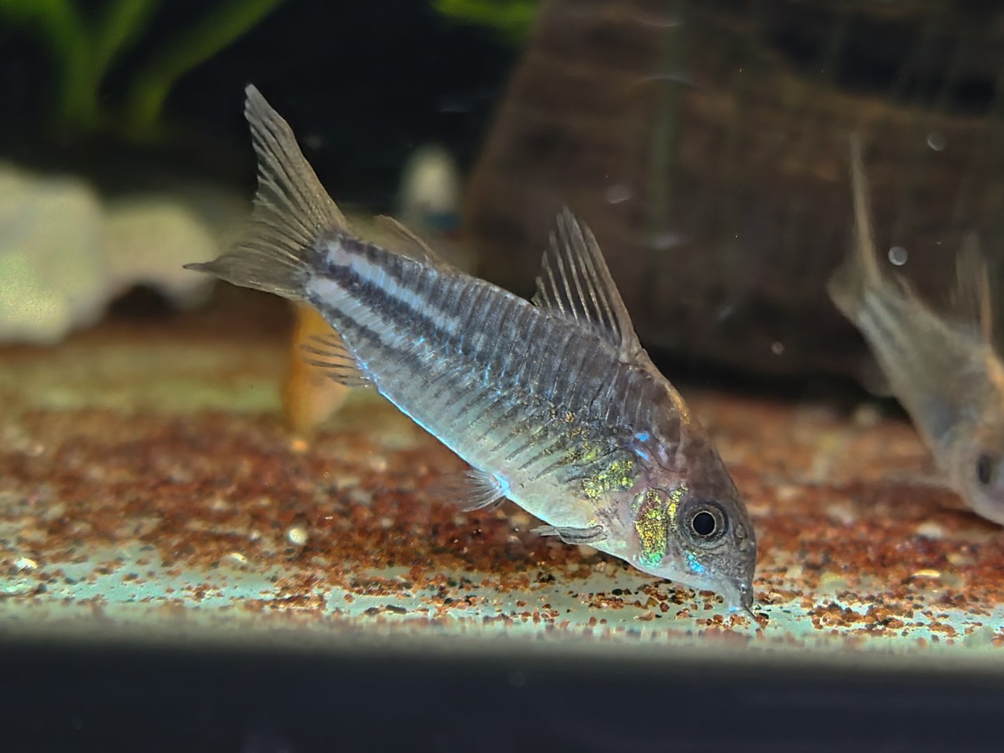 Yellow-finned Cory (Gastrodermus sp. C123)