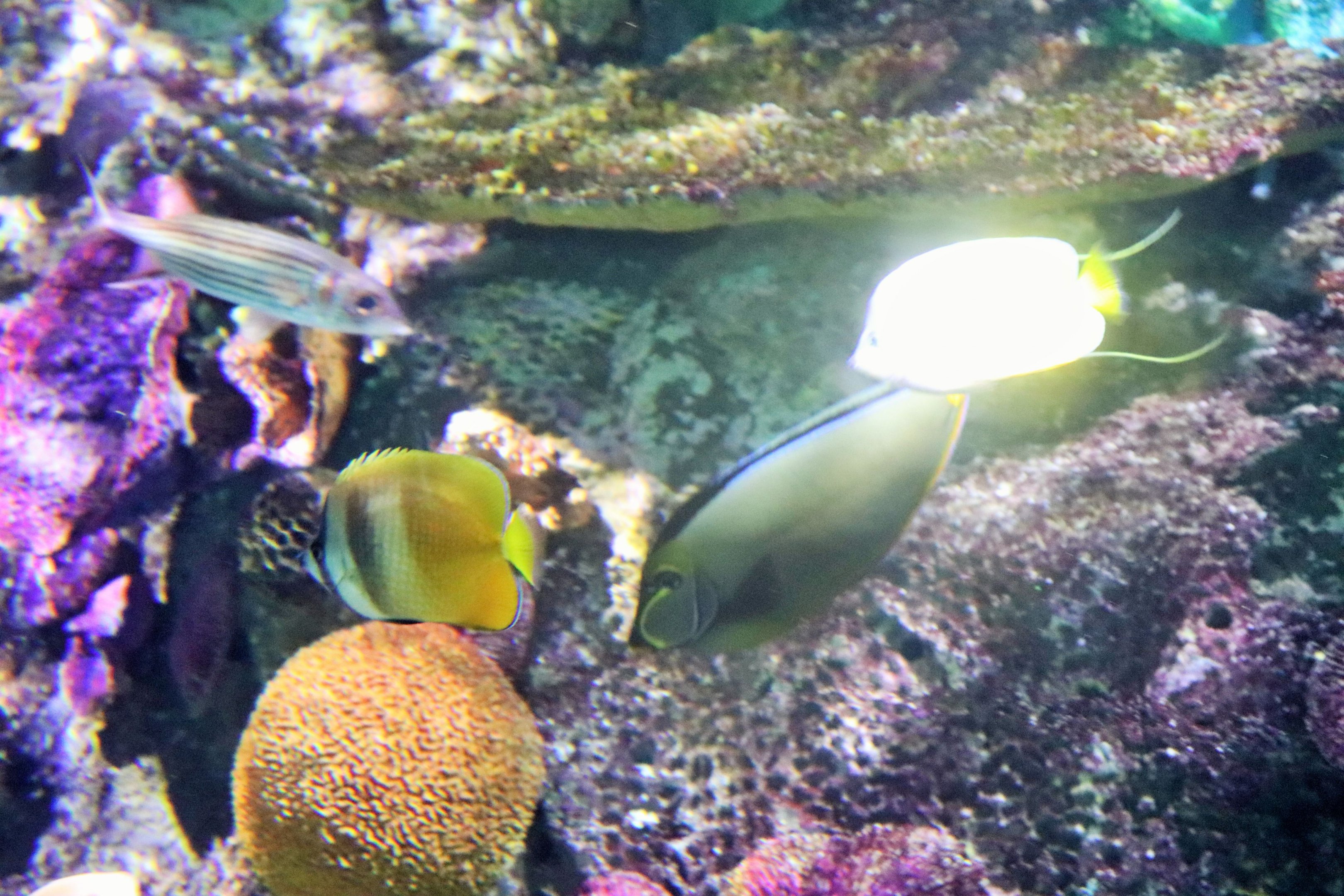 Yellow Fish ID? Melbourne Aquarium