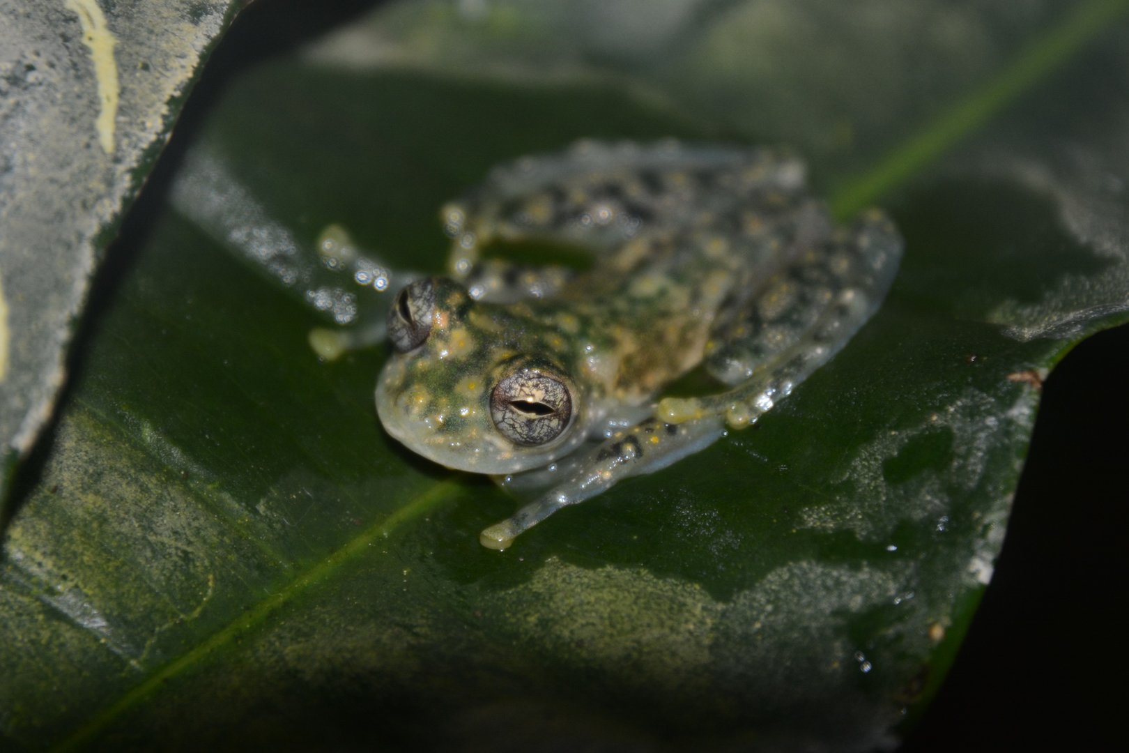 Yellow-flecked glassfrog (Sachatamia albomaculata)