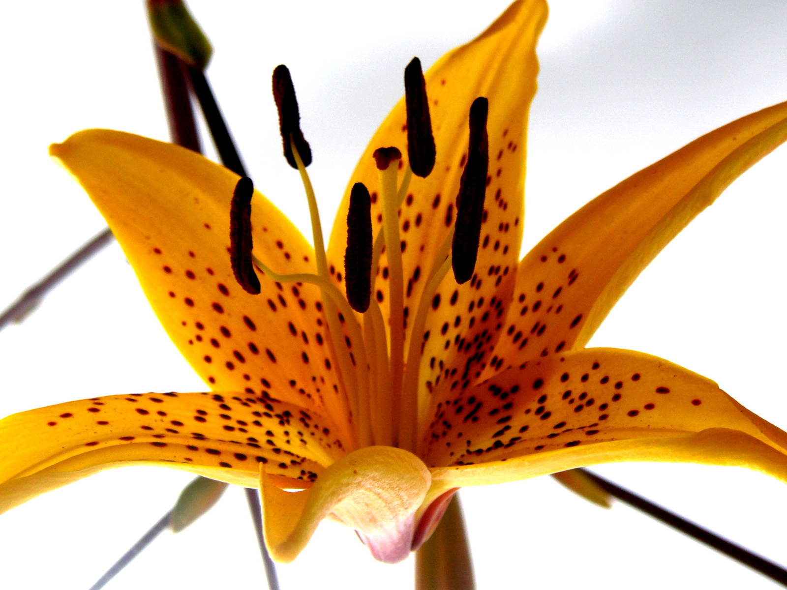 Yellow Flower - Chester Zoo