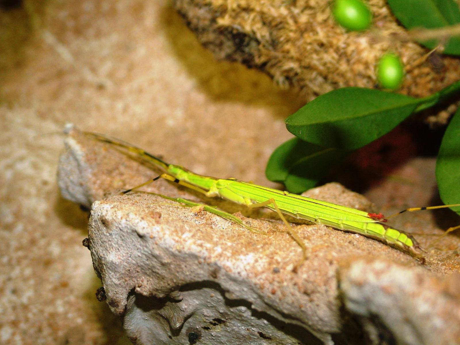 Yellow Flying Stick Insect at Dvur Kralove, 27/08/12