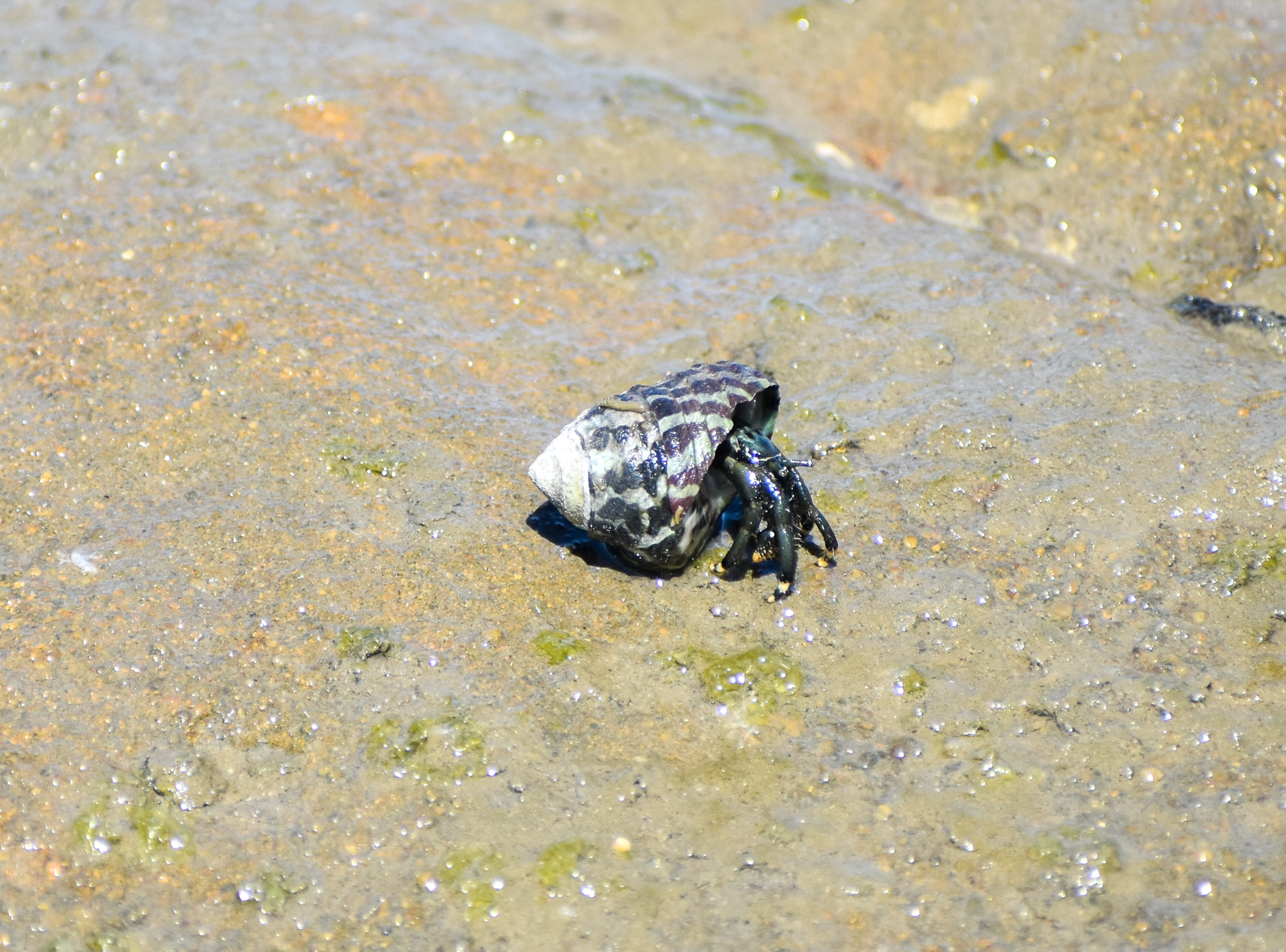 Yellow-foot Hermit Crab