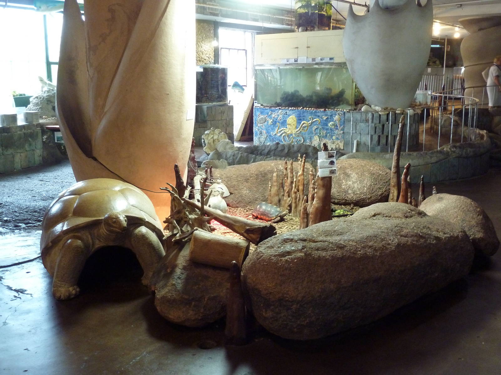 Yellow-Foot/Red-Foot/Asian Forest Tortoise Exhibit