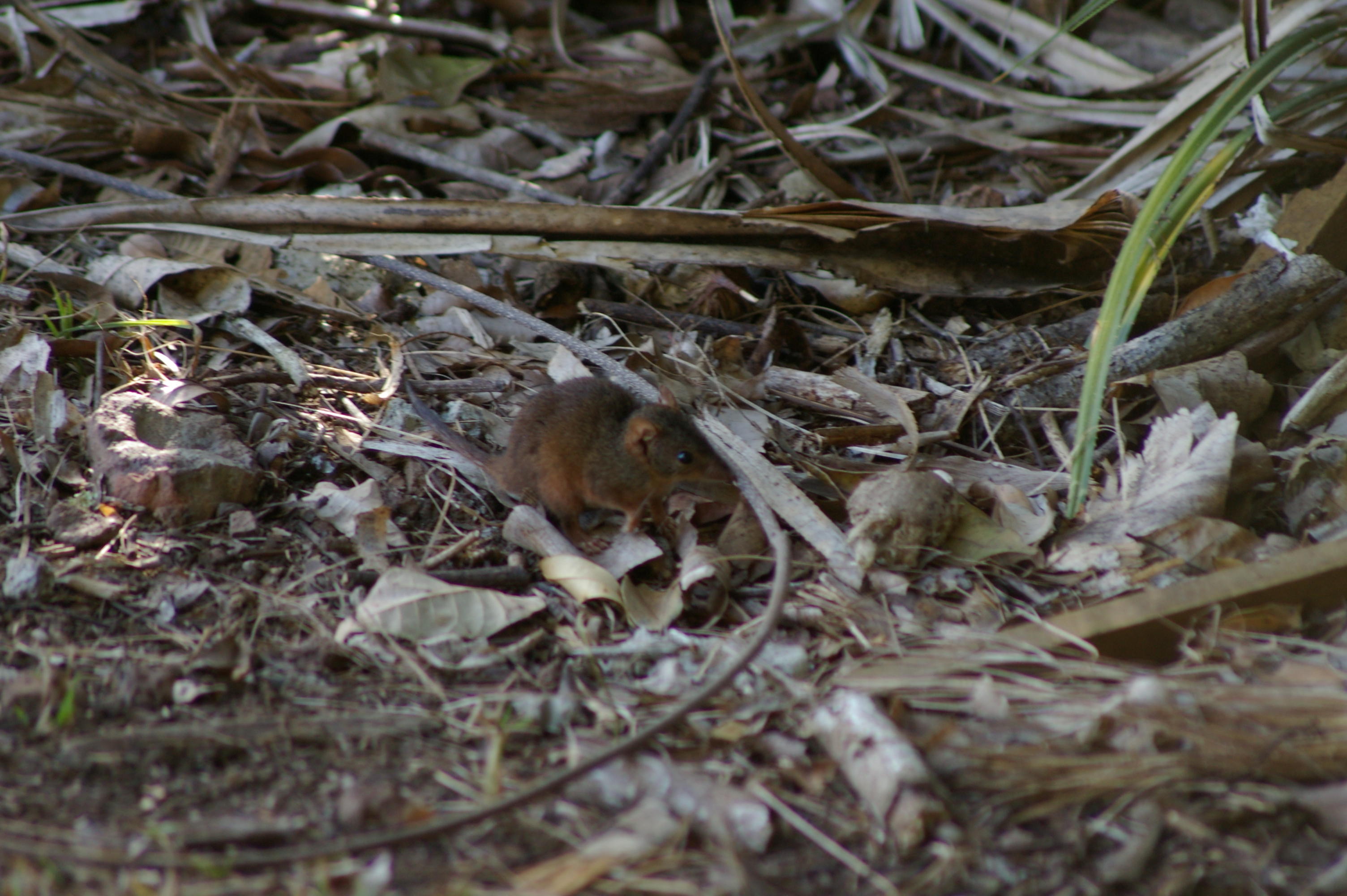 Yellow-footed Antechinus (Antechinus flavipes rubeculus)