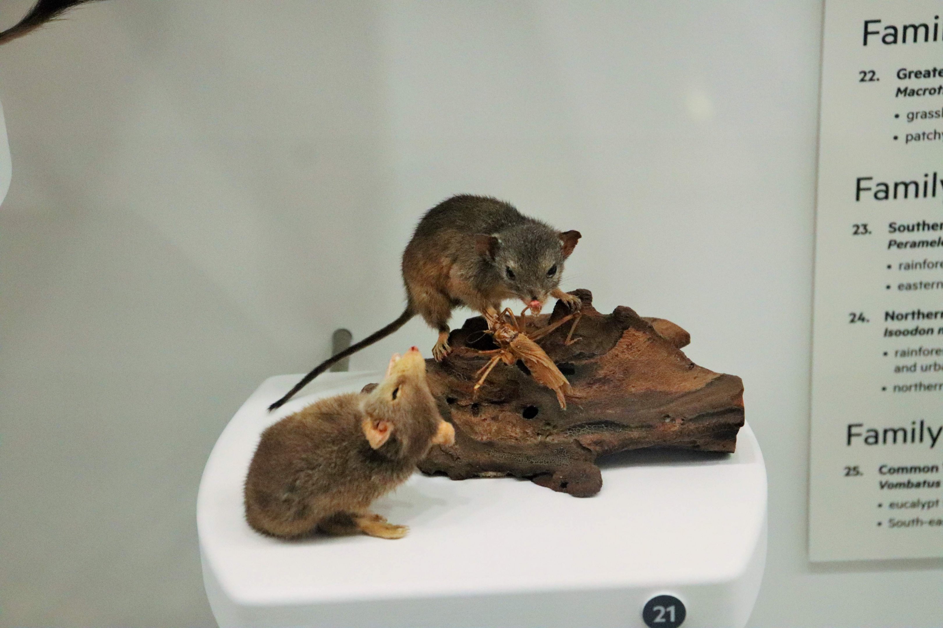 Yellow-footed Antechinus (Antechinus flavipes)