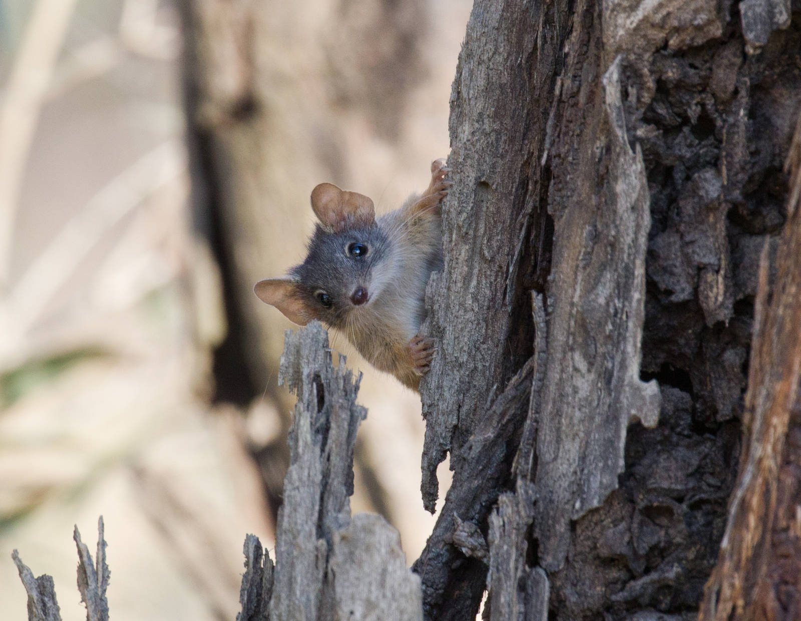 Yellow-footed Antechinus