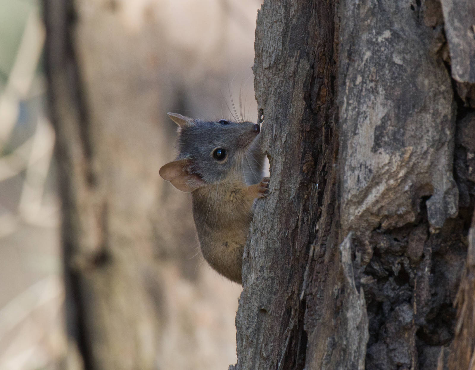 Yellow-footed Antechinus