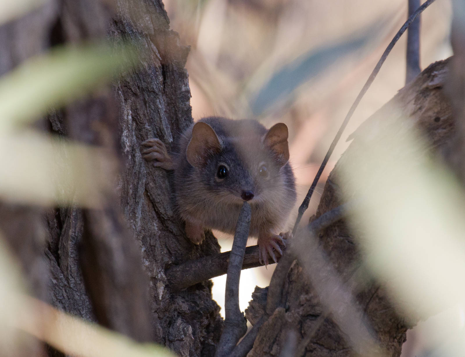 Yellow-footed Antechinus