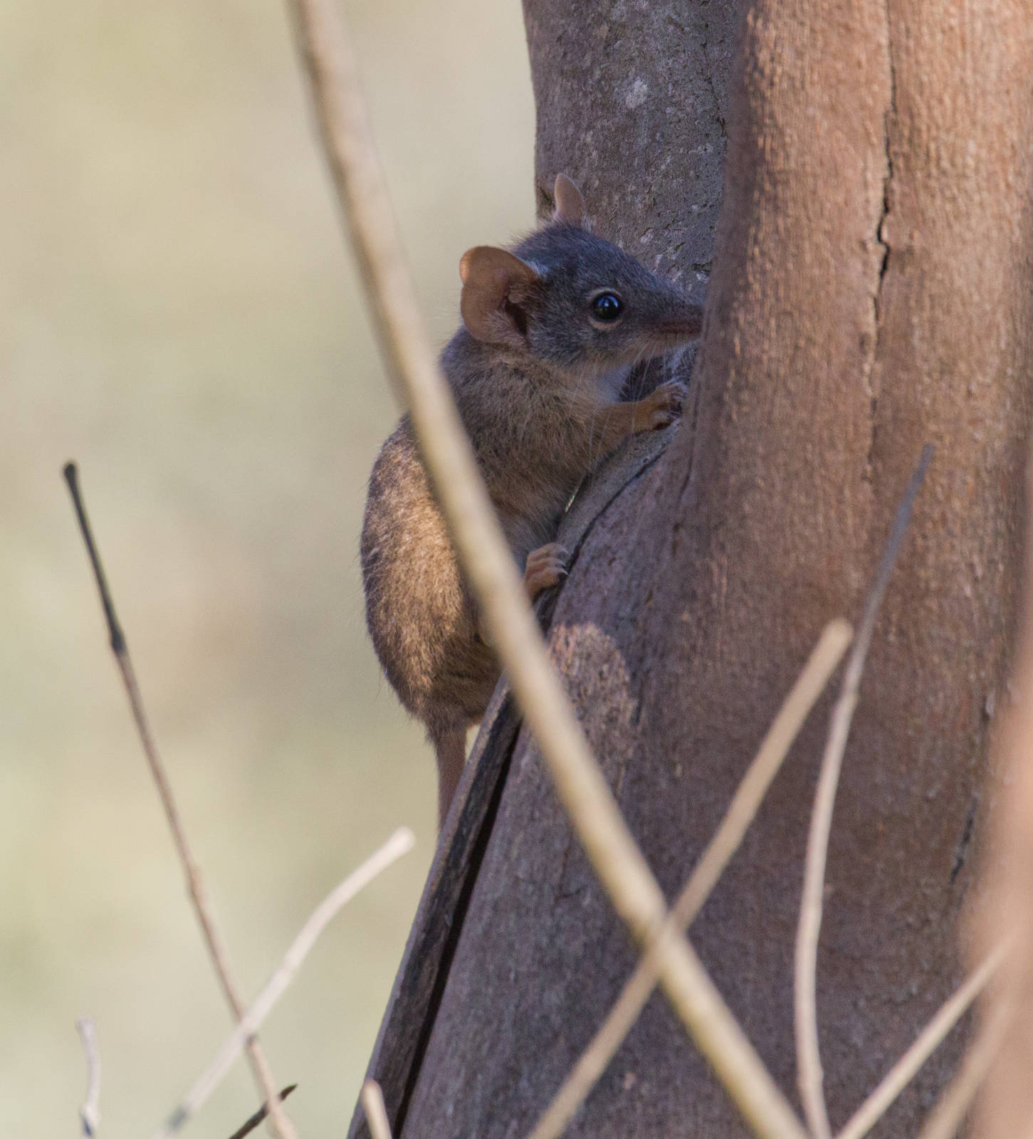 Yellow-footed Antechinus