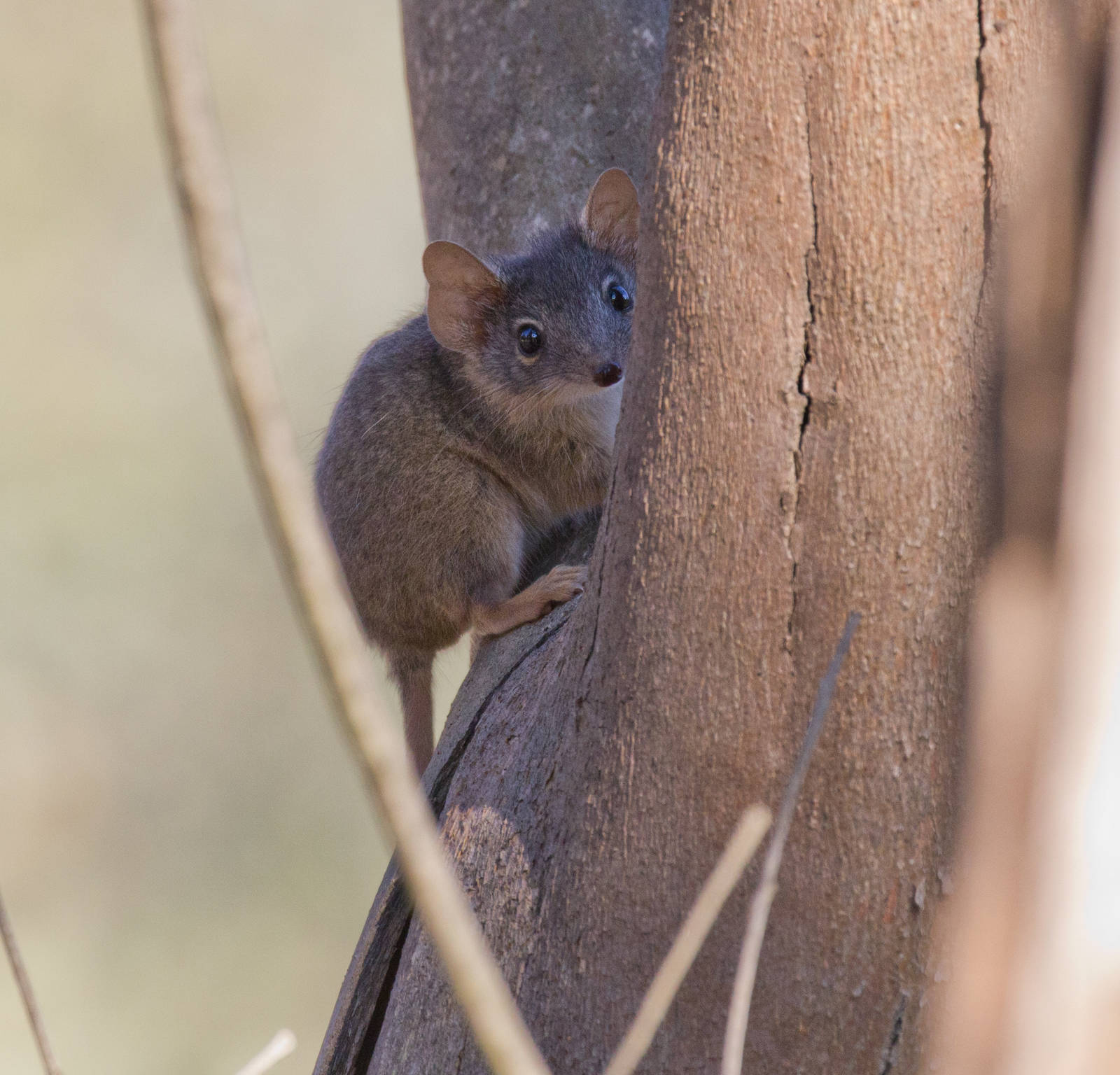 Yellow-footed Antechinus