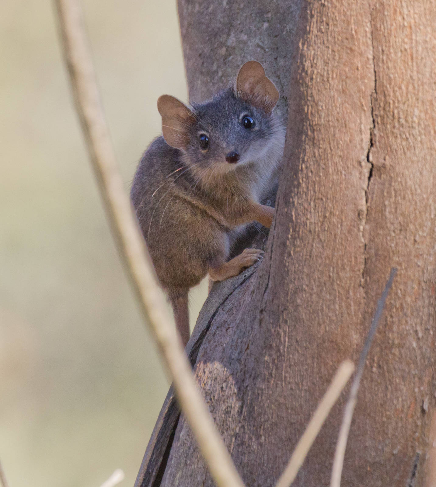 Yellow-footed Antechinus