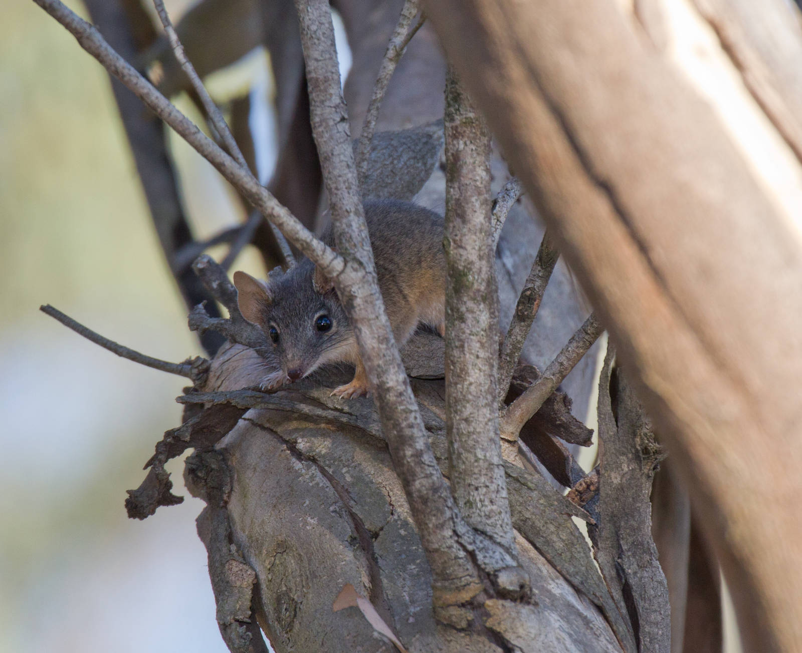 Yellow-footed Antechinus