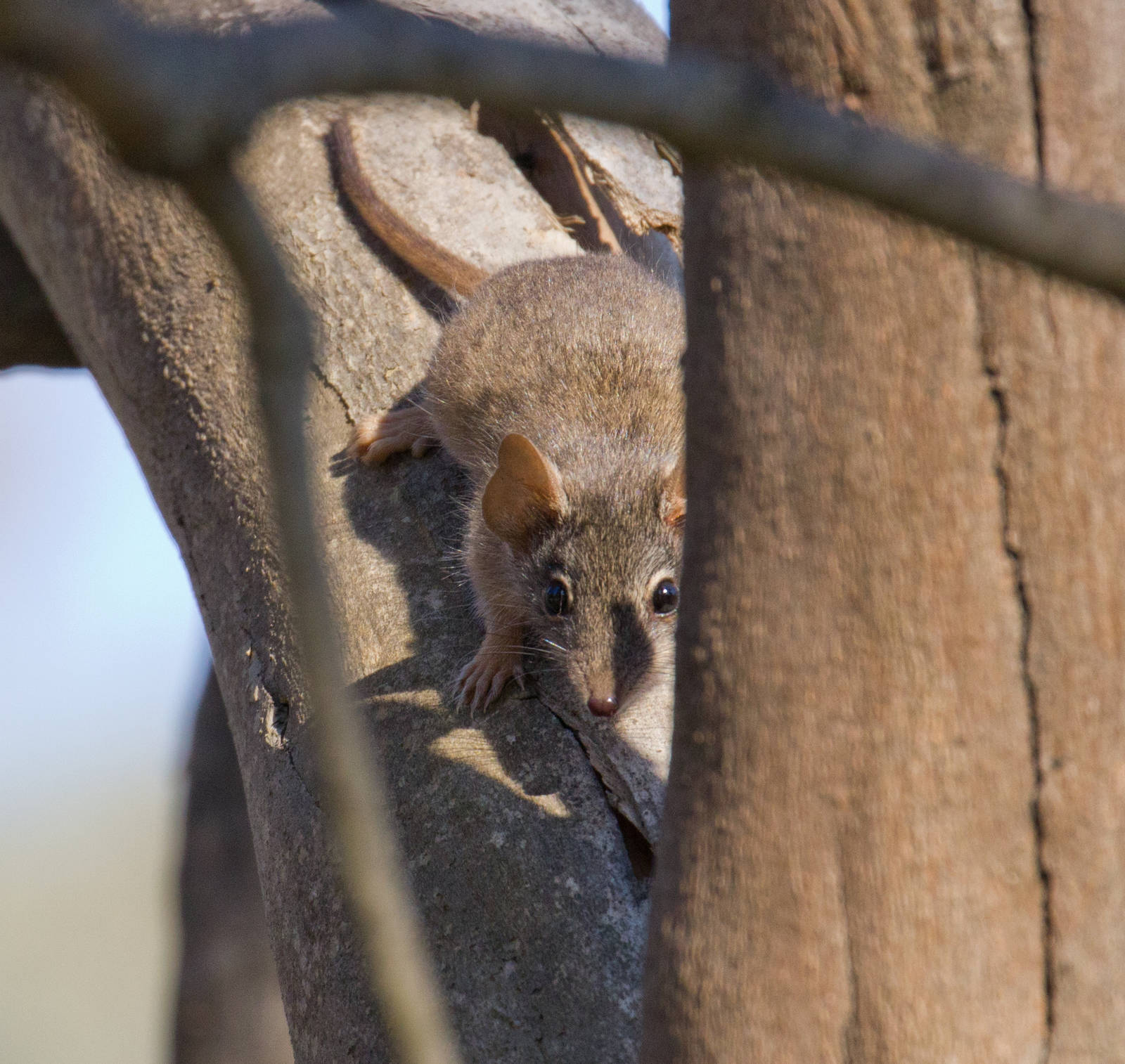 Yellow-footed Antechinus