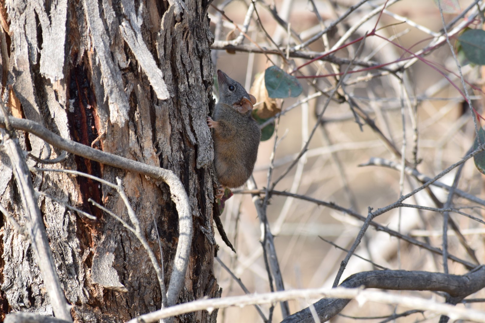 Yellow-footed Antechinus