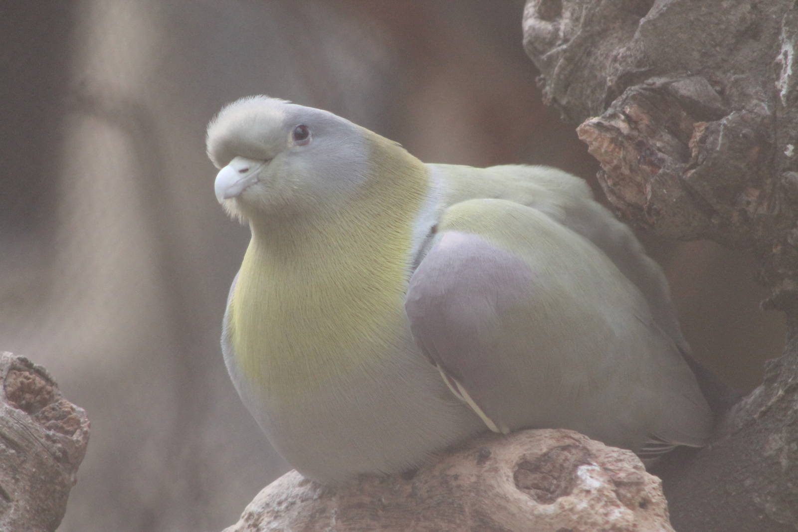 Yellow-footed green pigeon (Treron phoenicoptera)