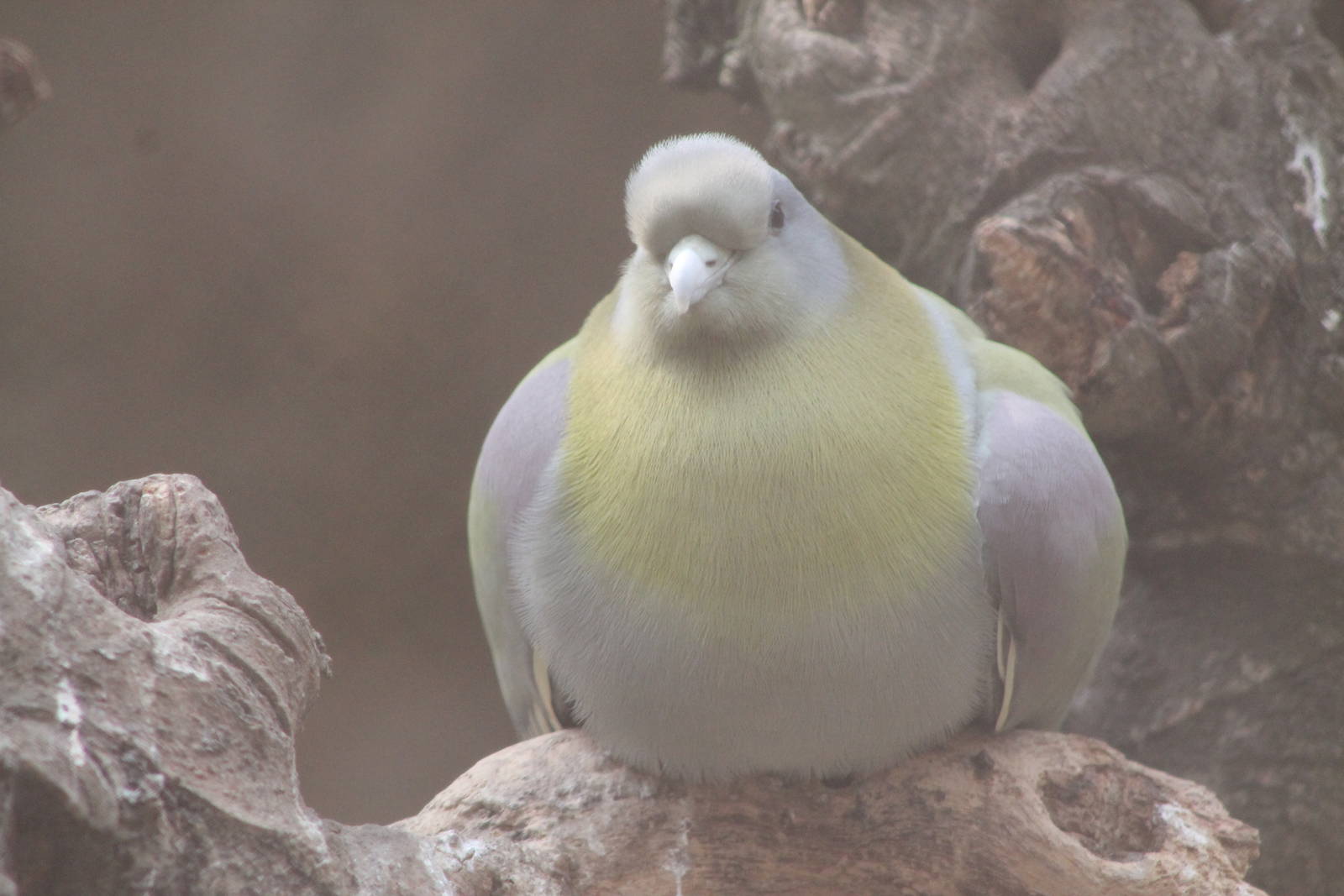 Yellow-footed green pigeon (Treron phoenicoptera)