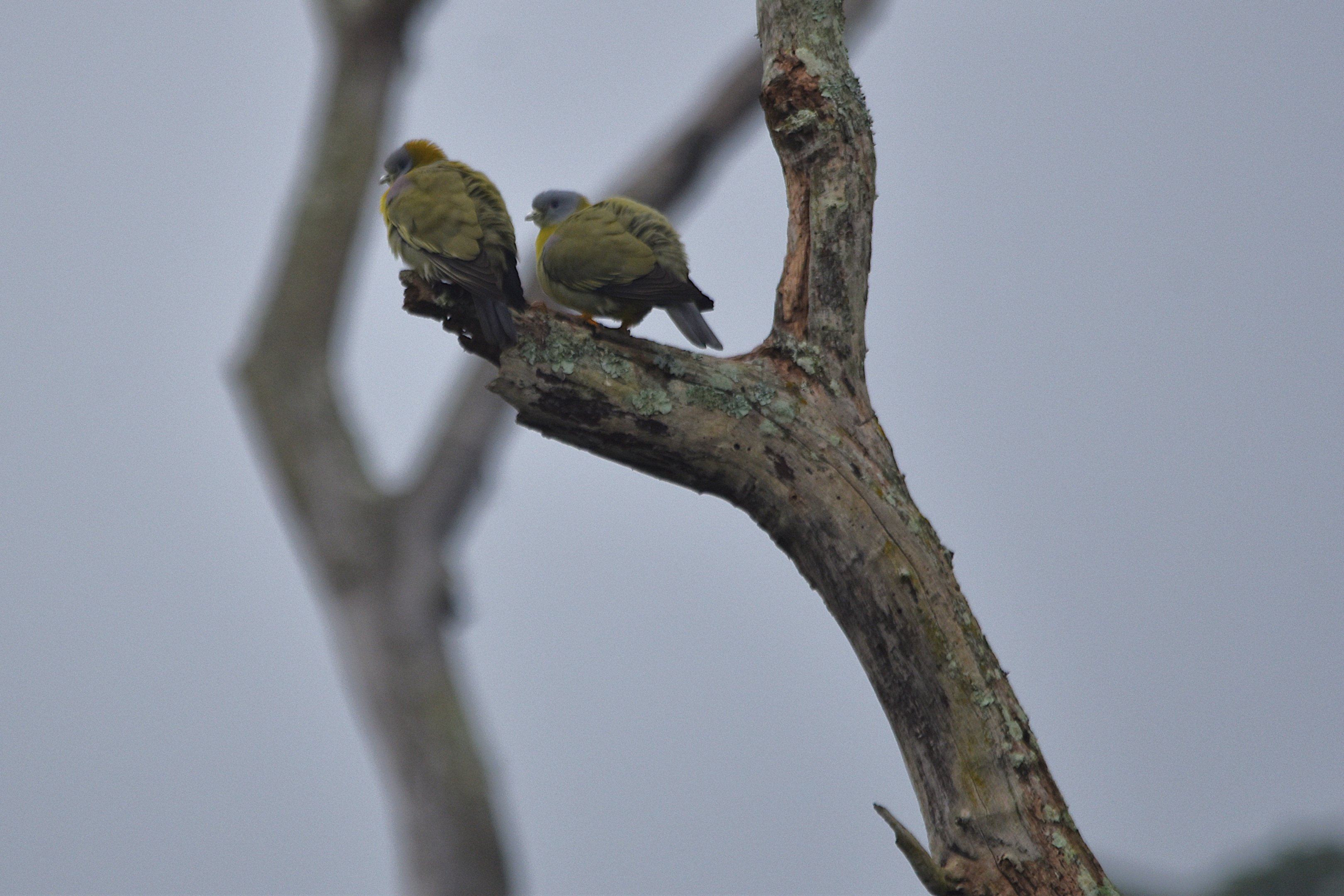 Yellow-footed Green Pigeons, Nagarahole Tiger Reserve, 25th November 2024