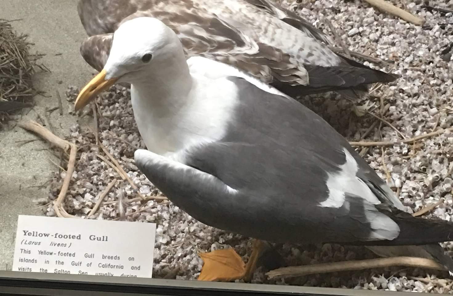 Yellow footed gull (Larus livens)