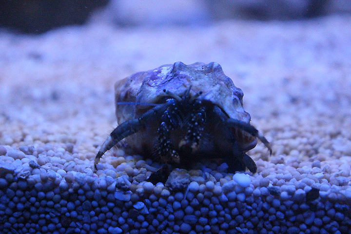 Yellow-footed hermit crab (Clibanarius virescens)