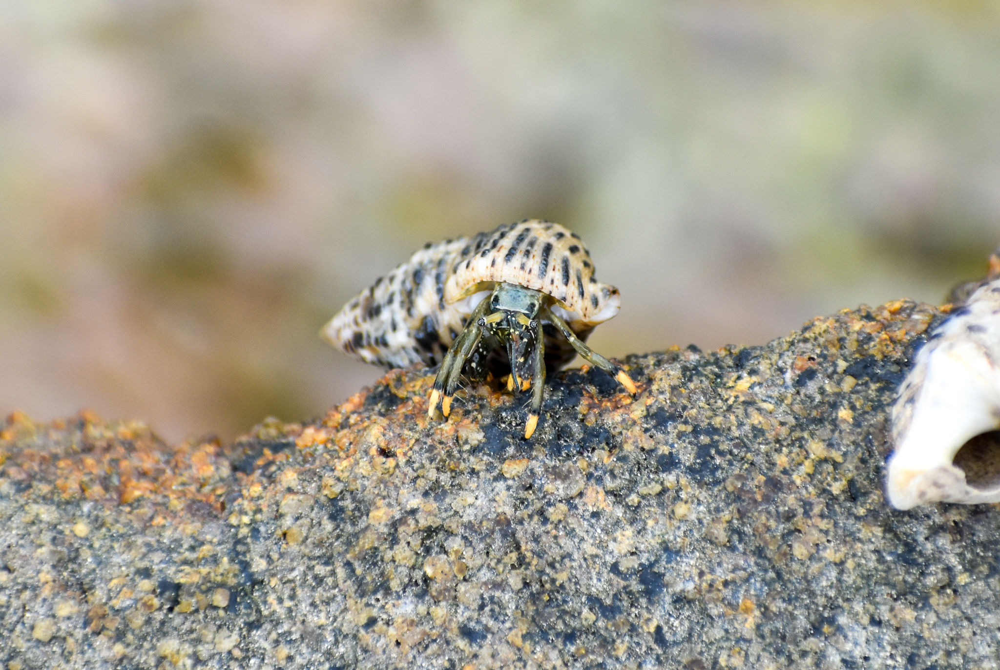 Yellow-footed Hermit Crab