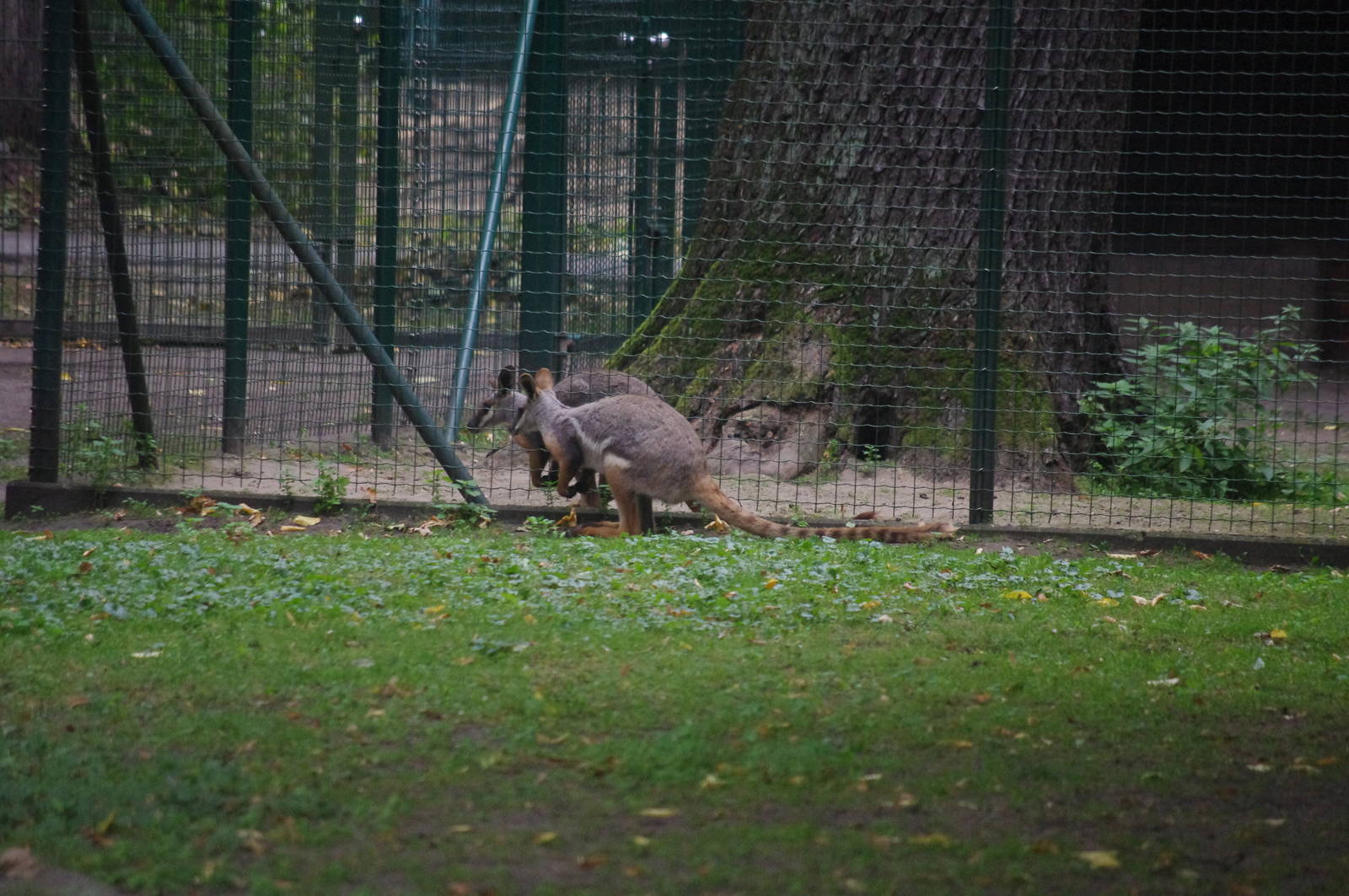 Yellow-footed or Ringtailed Rock Wallaby