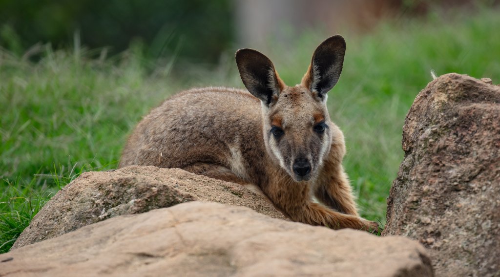 Yellow-footed Rock Wallabby