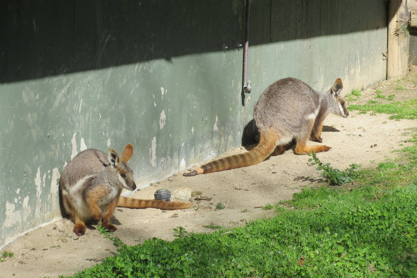 Yellow-footed Rock Wallabies 150216