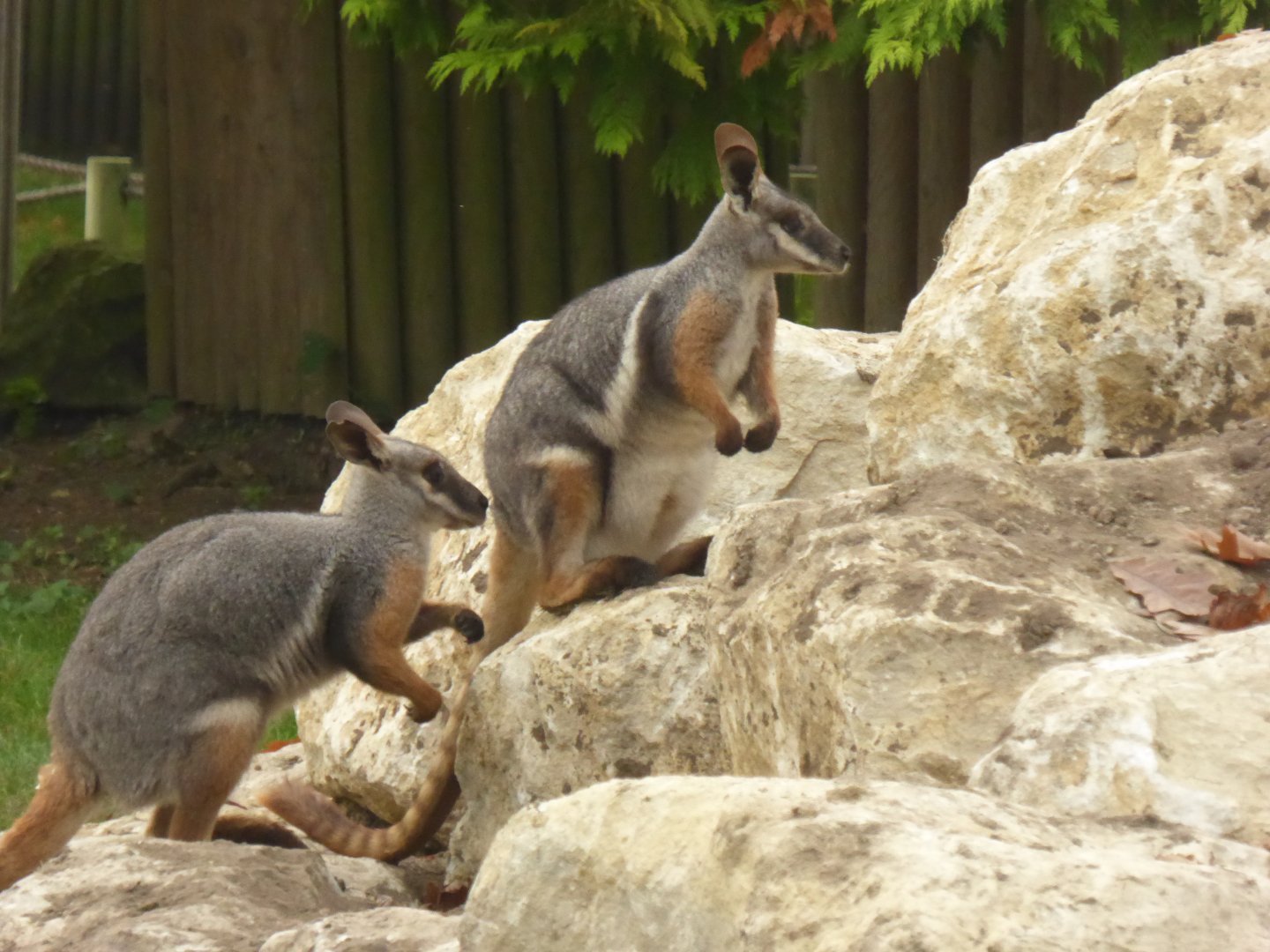Yellow-footed Rock Wallabies, 16th October 2017