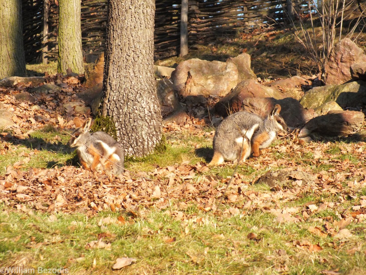 Yellow-footed Rock-wallabies Enjoying the Afternoon Sun