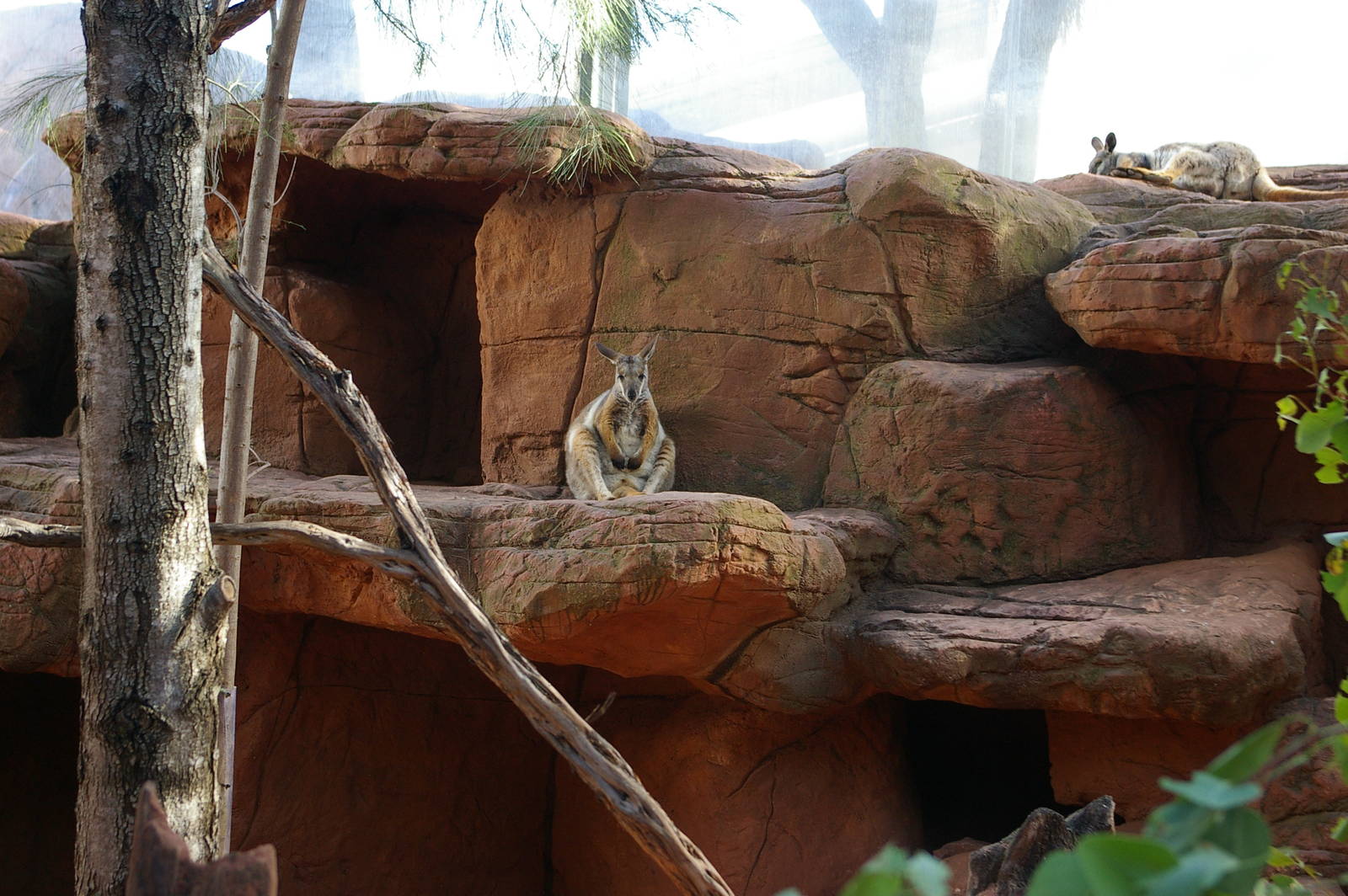 yellow-footed rock wallabies (Petrogale xanthopus)