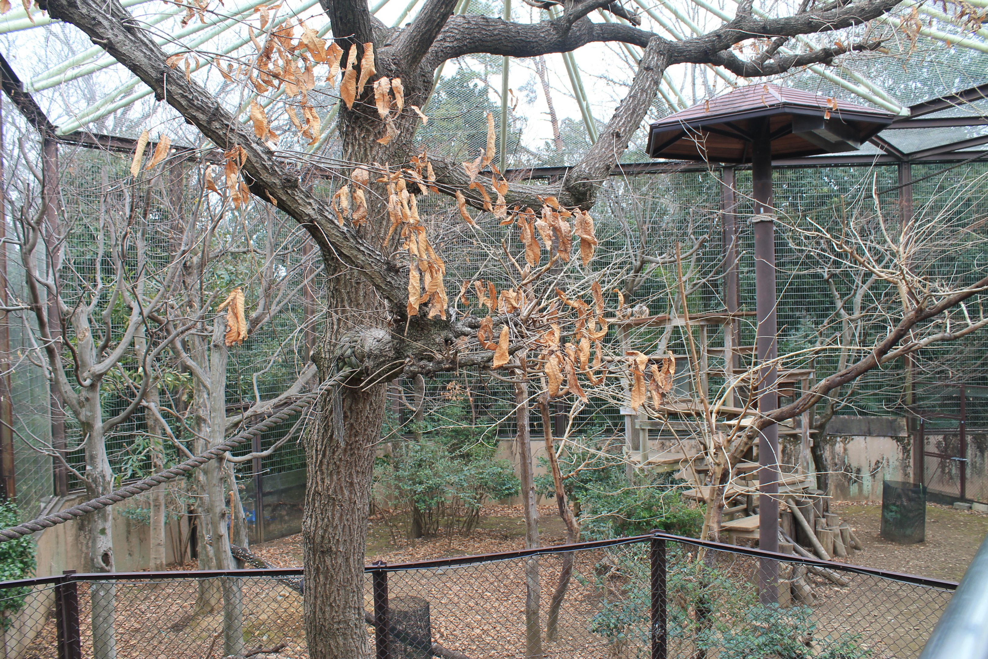 Yellow-footed Rock Wallabies - Saitama Childrens Zoo