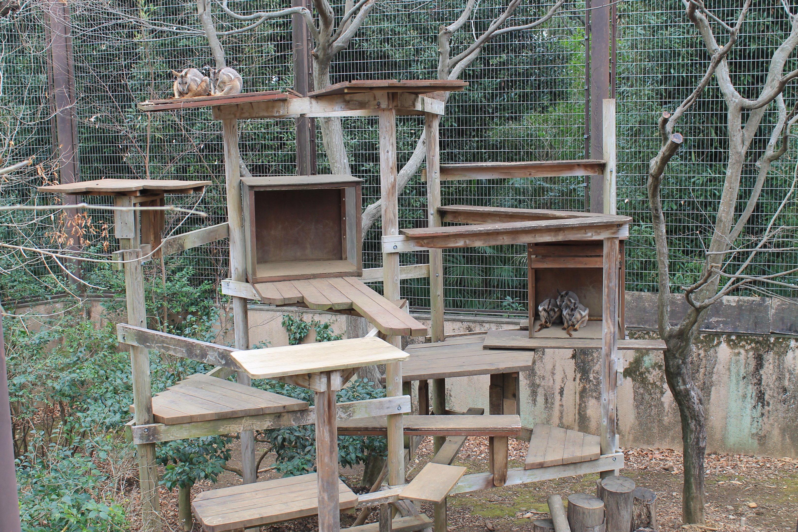 Yellow-footed Rock Wallabies - Saitama Childrens Zoo