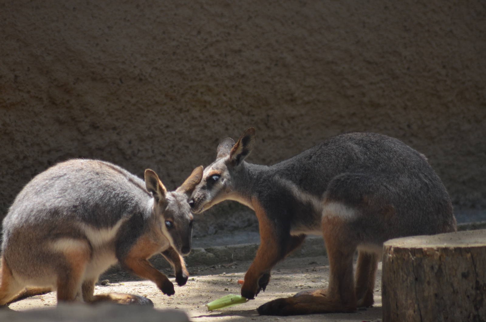 Yellow-footed Rock Wallabies