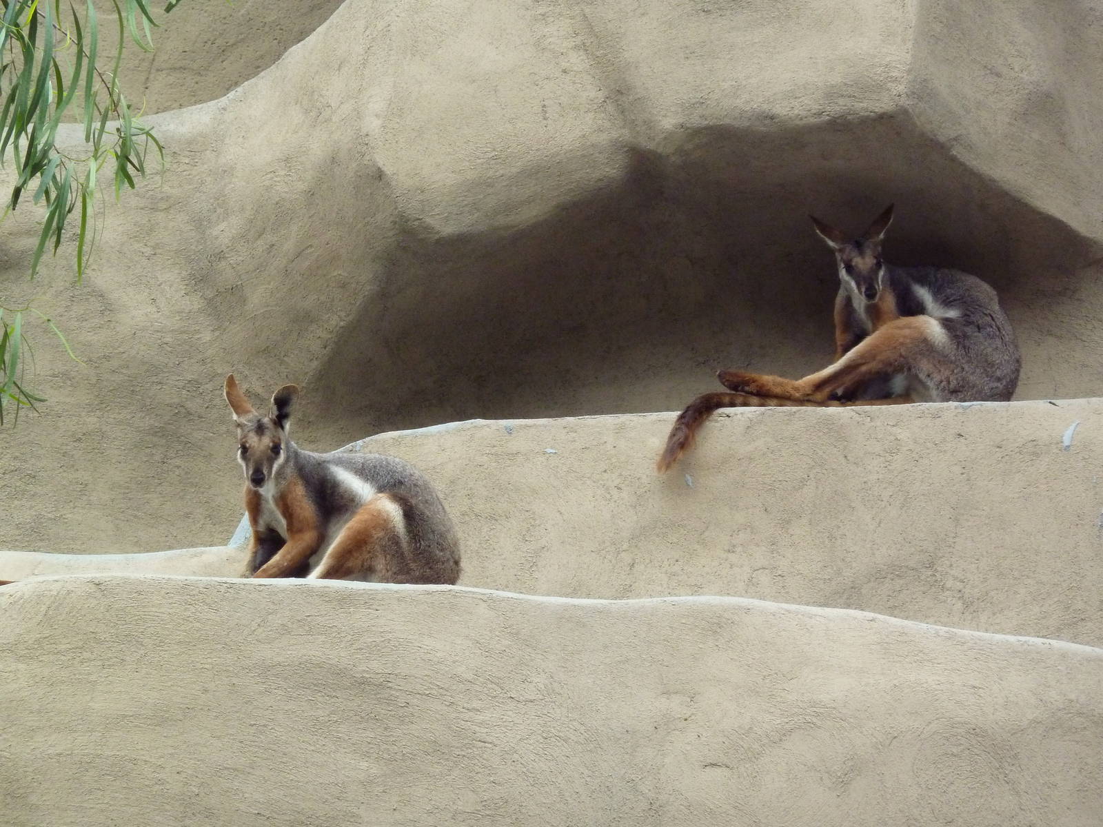 Yellow-Footed Rock Wallabies