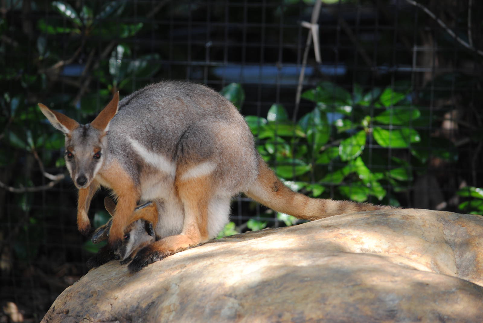 Yellow-footed Rock Wallabies