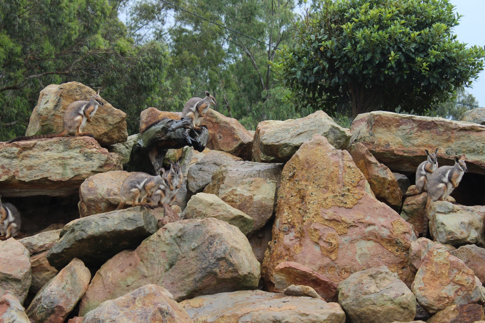 Yellow-Footed Rock-Wallabies